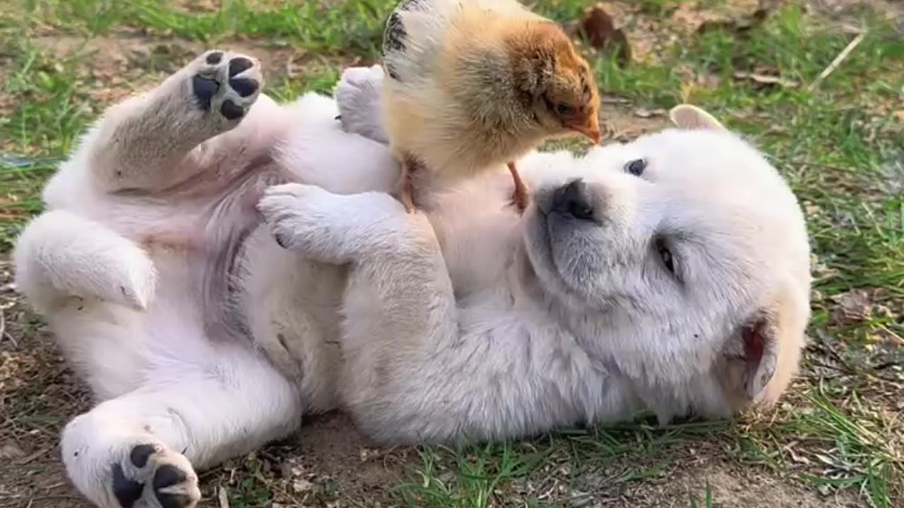 Cute and cute puppy cute pet dog