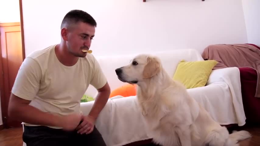 Feeding My Golden Retriever By Mouth Challenge