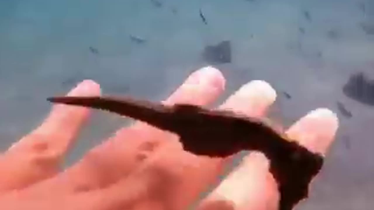 Cute Little Seahorse #shorts #viral #shortsvideo #video