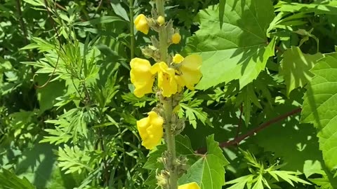 Year Two Mullein Plant In The Wild- Ep. 19