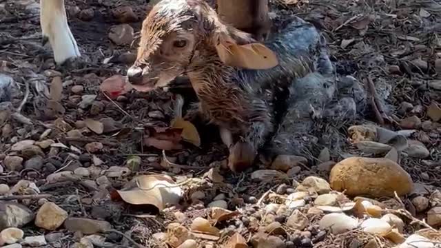 Newborn Fawn