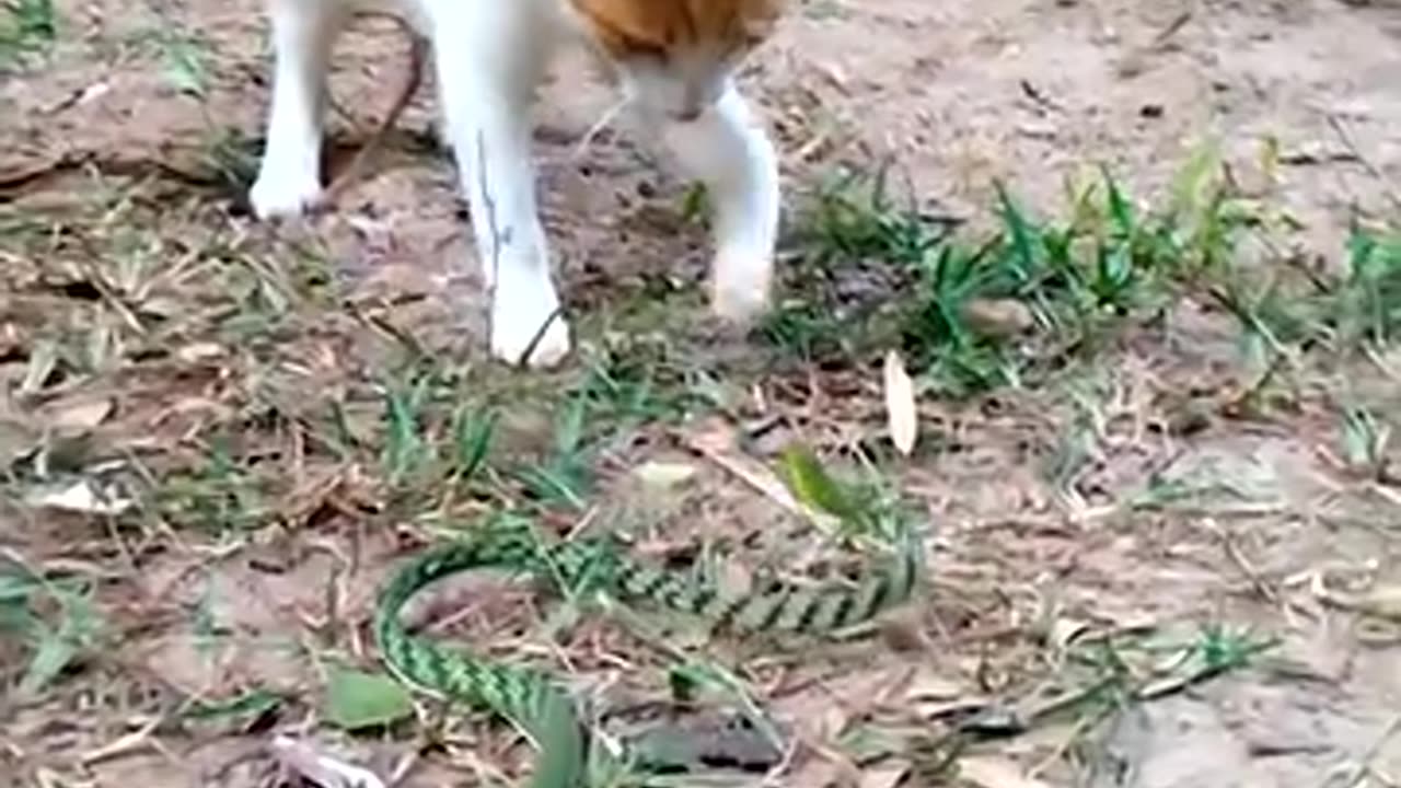 Cat vs Crazy Snake