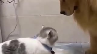 SMALL AND FLAWLESS CAT