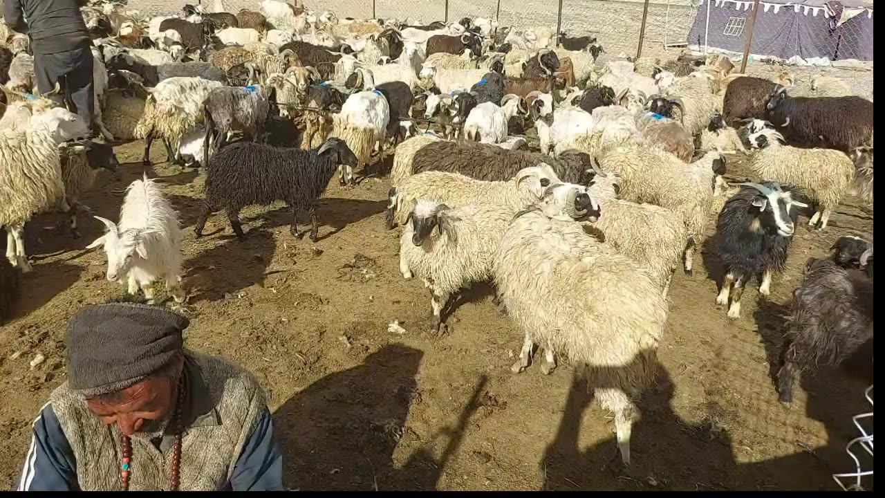 Ladakhi pashmina goat