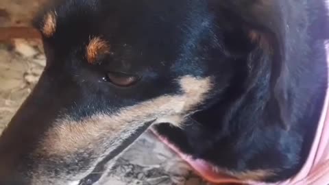 Cachorrinha fofa