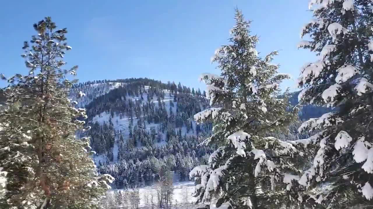 #10 - MT Mountain Lion hunt - J Sample