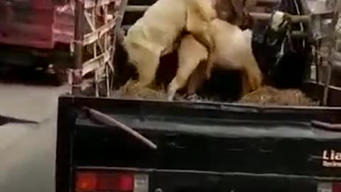 Goat making love