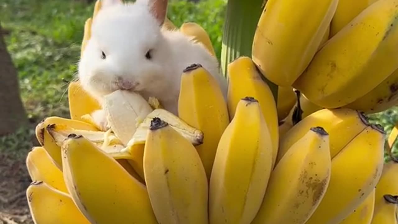 Cute and funny rabbit video.Rabbit eating banana