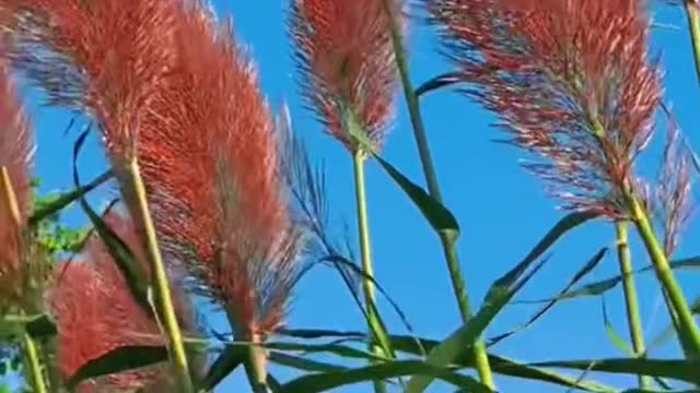 #bluesky #grasstiktok #thehairygrass #orange #novelty #tiktok #foryou #beauty #scenery