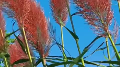 #bluesky #grasstiktok #thehairygrass #orange #novelty #tiktok #foryou #beauty #scenery