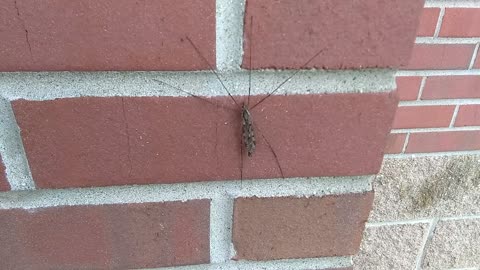 Giant Cranefly