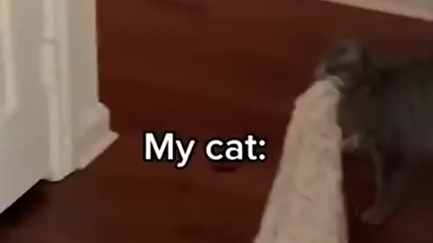 Best Cat Memes on Youtube