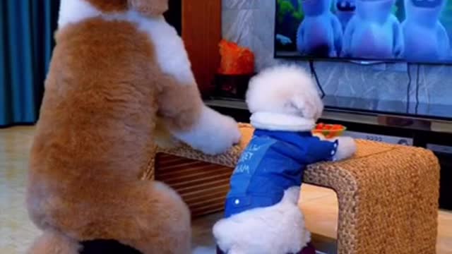 They Got That Puppy Love