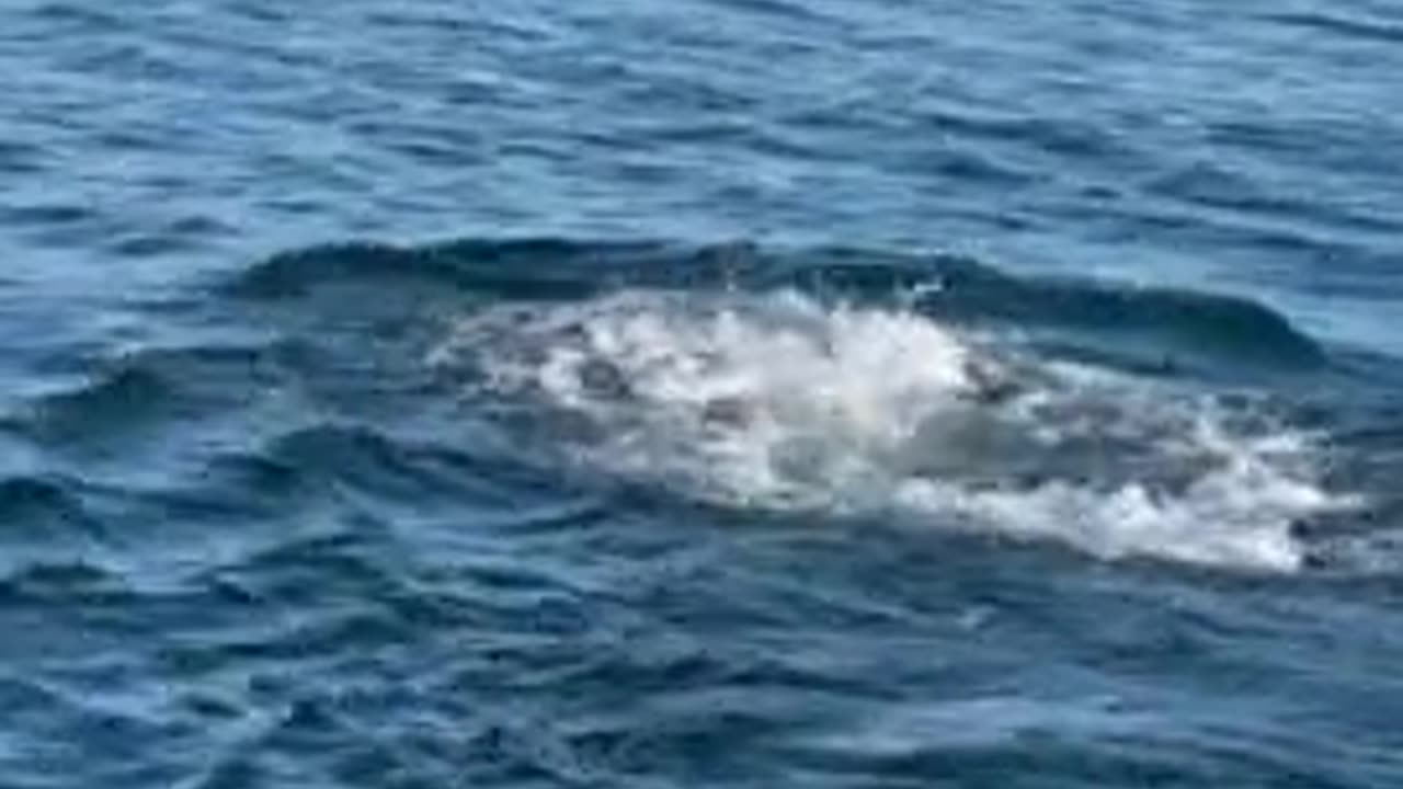 Polar Bear Encountered Swimming Far From Shore