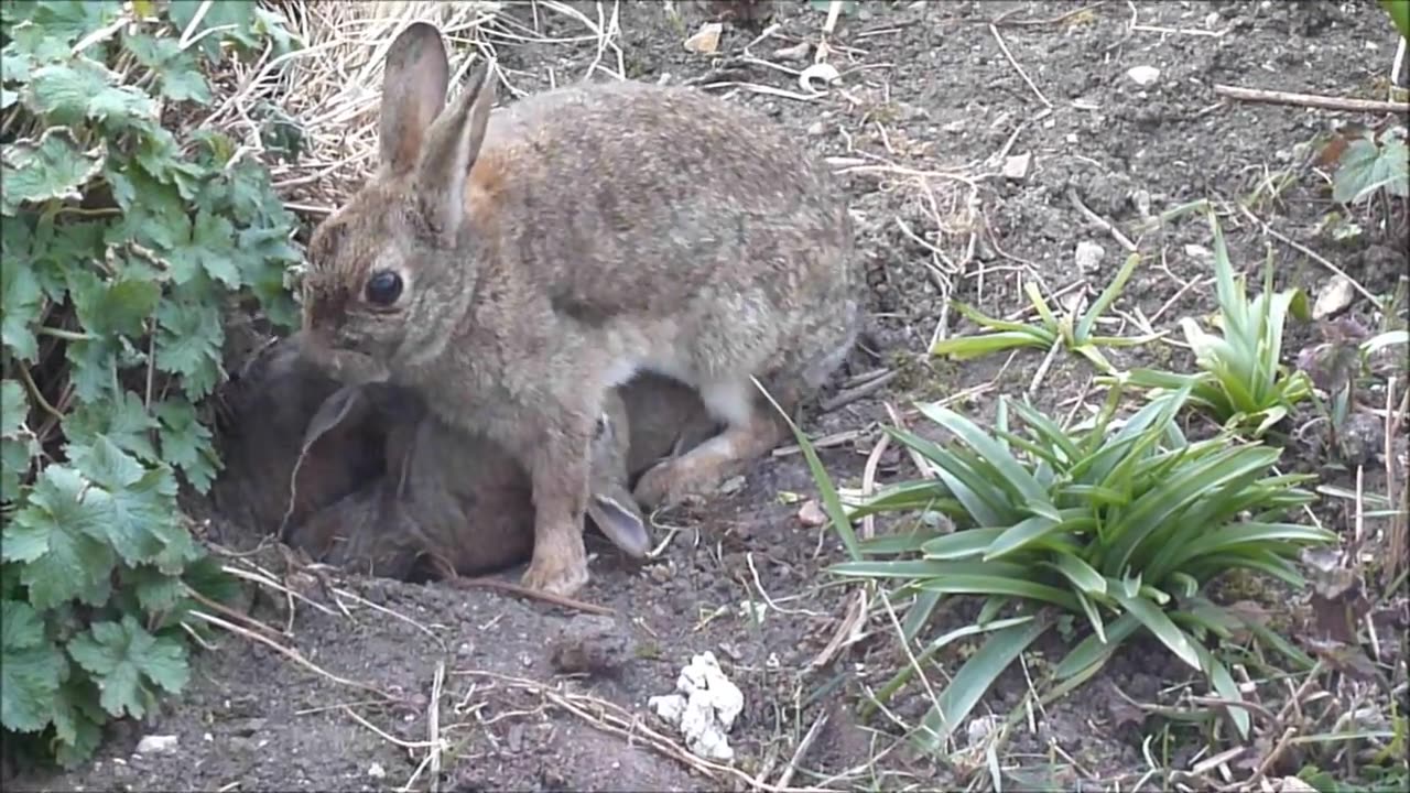 Baby rabbits feeding time video