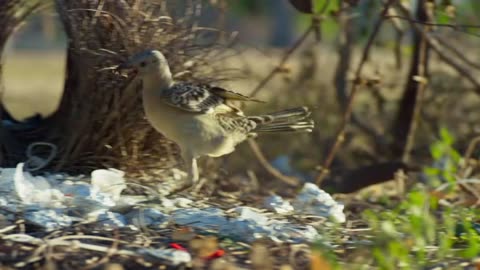 Birds nature