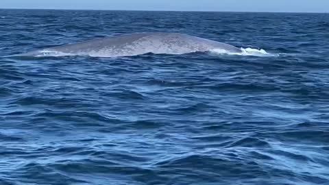 Blue Whale Raises Tail Tall