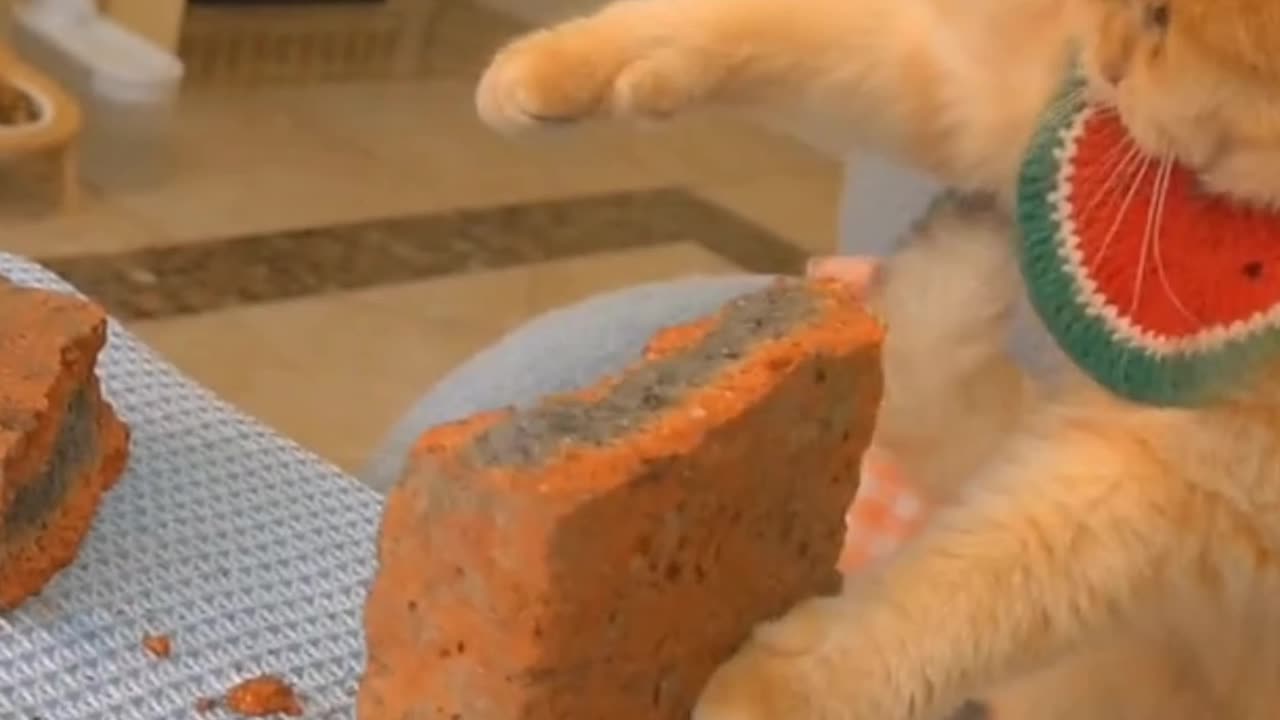 #cat cocking #comedy #tumble viral