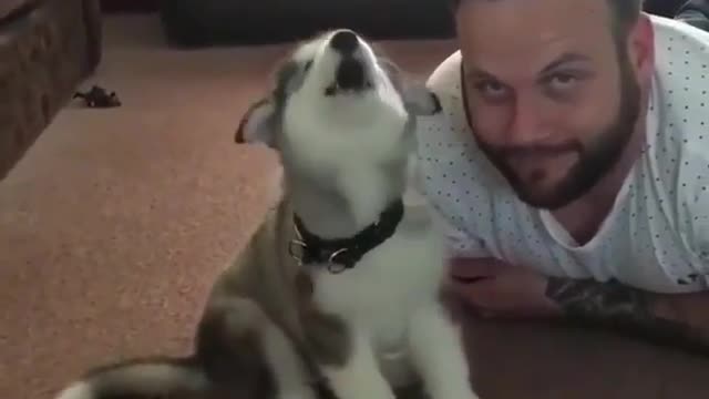 Pet funny video #2