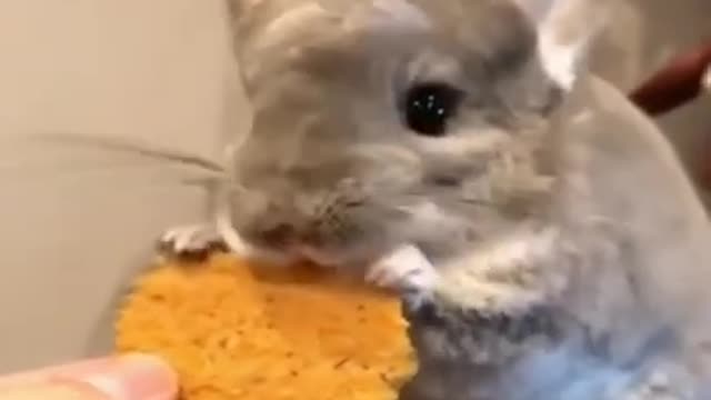 Chinchilla eating biscuits!!!