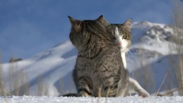 The cold kitten, this look is so cool, so handsome.