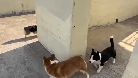 Cat and dog fight funny videos new funny comedy