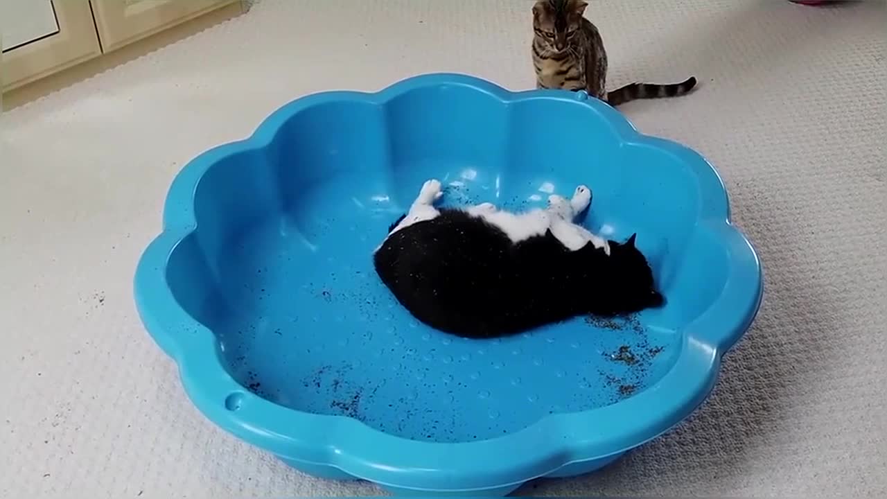 Bengal Kittens Try CatNip For The First Time