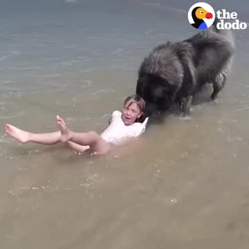 Dog 'Saves' His Little Girl From The Ocean