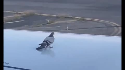 Pigeon Surprised by Planes High Speeds