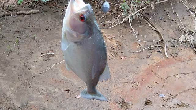 pescaria de PIRANHA no Rio Jatobá