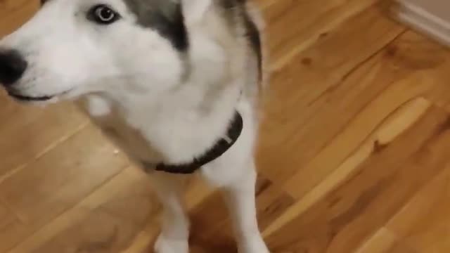 Husky waiting to meet puppies