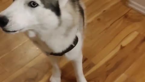 Husky waiting to meet puppies