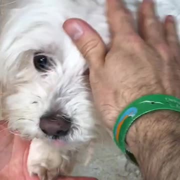 Entrena a tu Perro #1: Dar la pata 🐕 Anima Dogs #Shorts