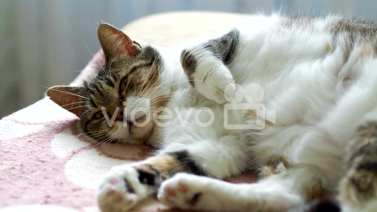 cat play video