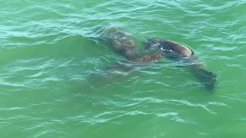 Manatees at Fort De Soto May 2902024