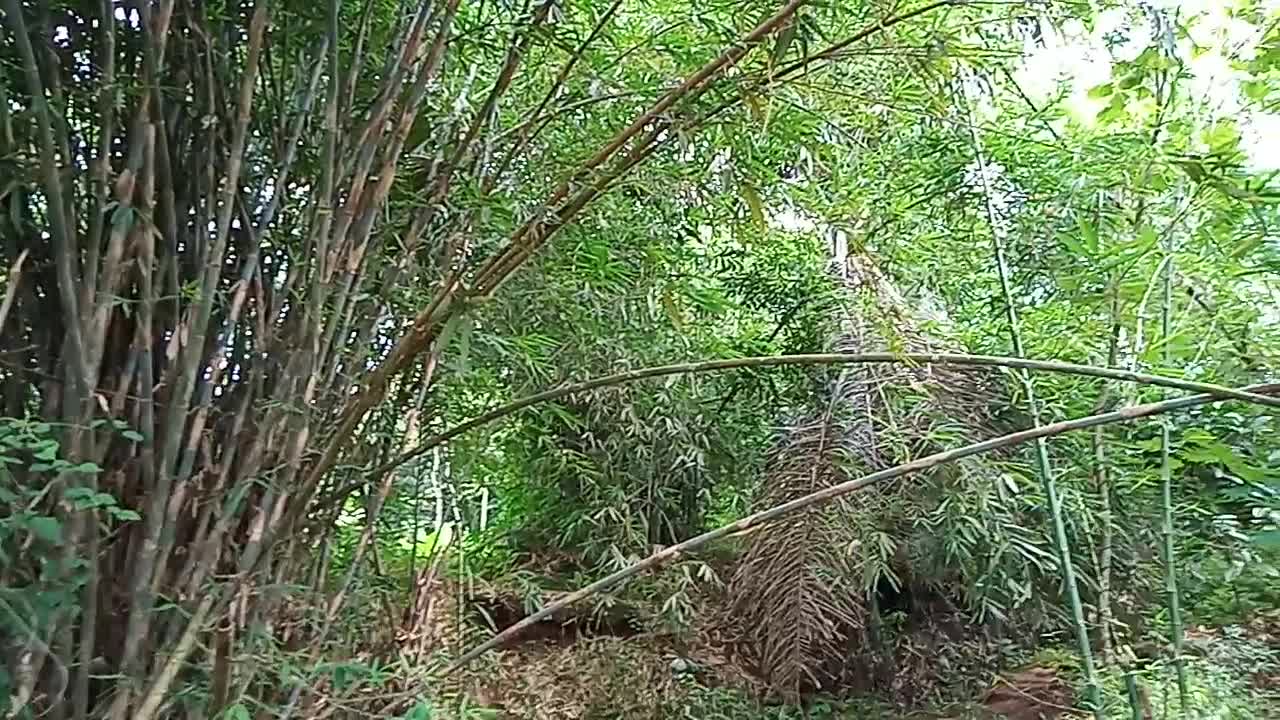 mysterious bamboo forest