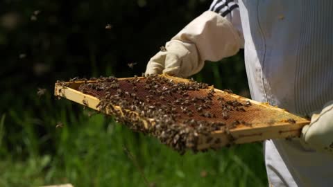 Bee Honey Insect Beehive Nature Hive Close-Up