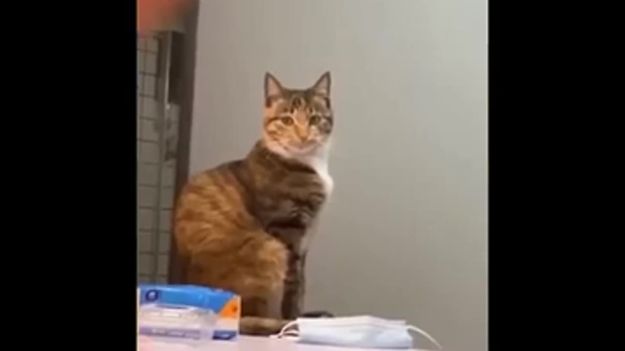 BEST OF FUNNY CATS 2024 - COMPILATION