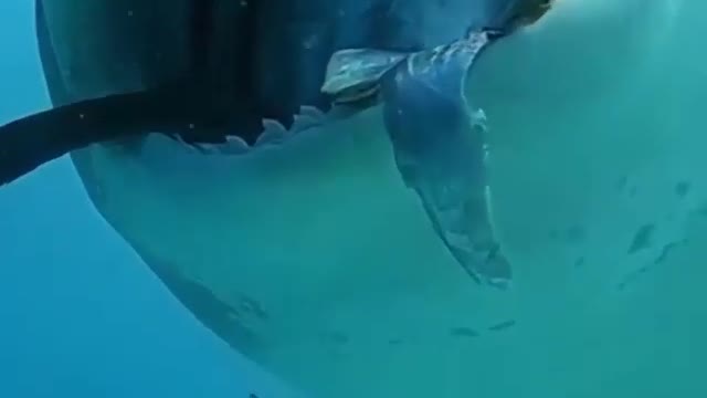 Shark_the scariest animal in the sea !