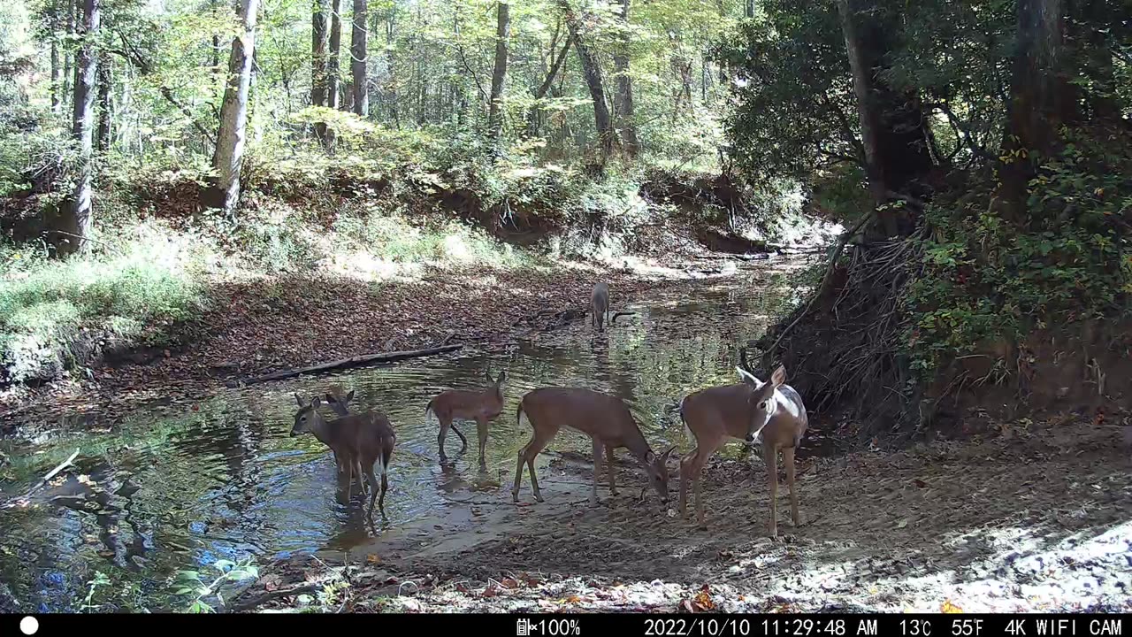 Six Deer at the Creek in the Mountains of Tennessee