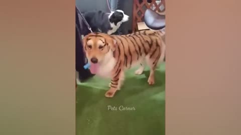 Animaux les plus drôles 2023 😂 Meilleurs chats et chiens drôles 😺🐶
