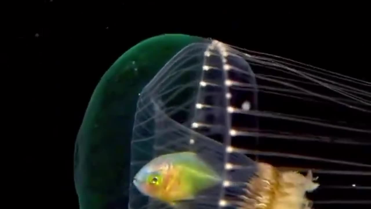 Jackfish Exhibit A Fascinating Way Of Seeking Protection By Utilizing The Club Hydromedusa Jellyfish As A Temporary Shelter