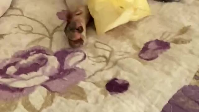 Princess sleeps like a human