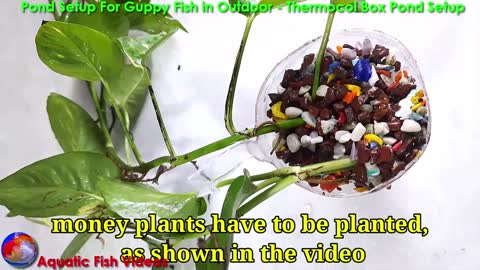 Pond Setup For Guppy Fish in Outdoor-Thermocol Box Pond Setup