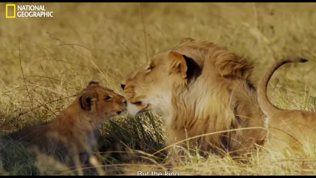 león africano