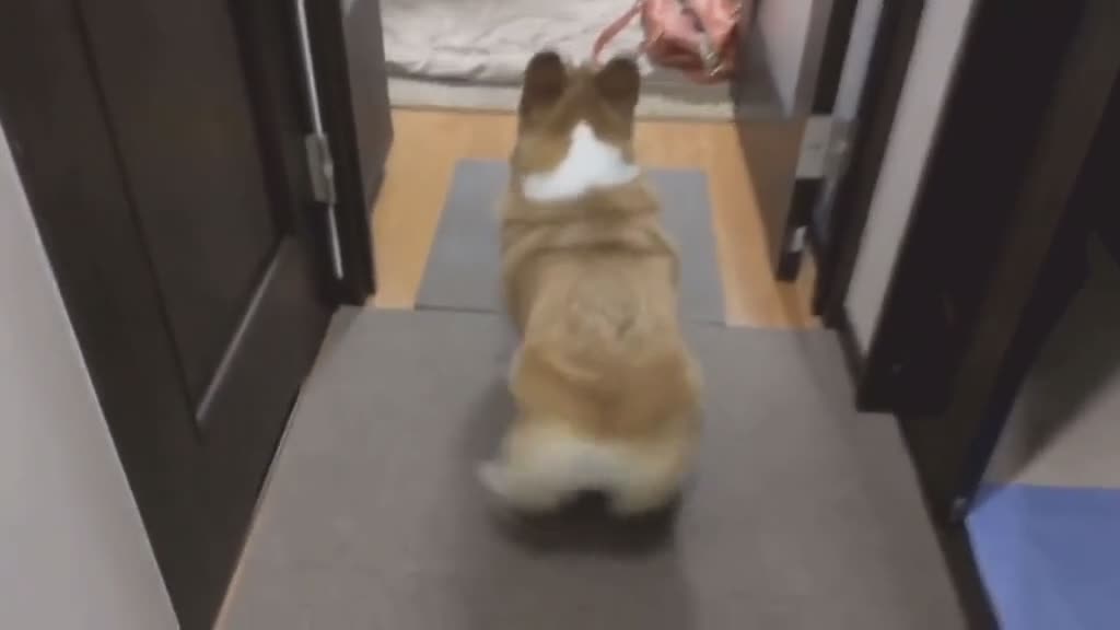 This dog like to shake 😆😆