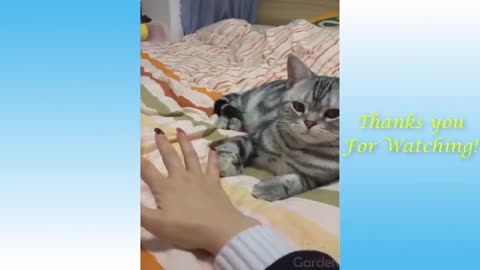 Funniest Cats And Dogs Video 004