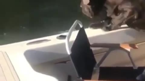Funny Cat 🤣🤣😺😺😺 videos