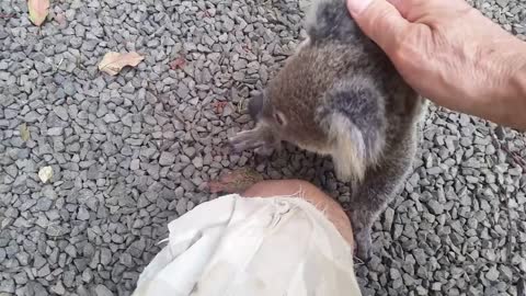 Koala baby rescue