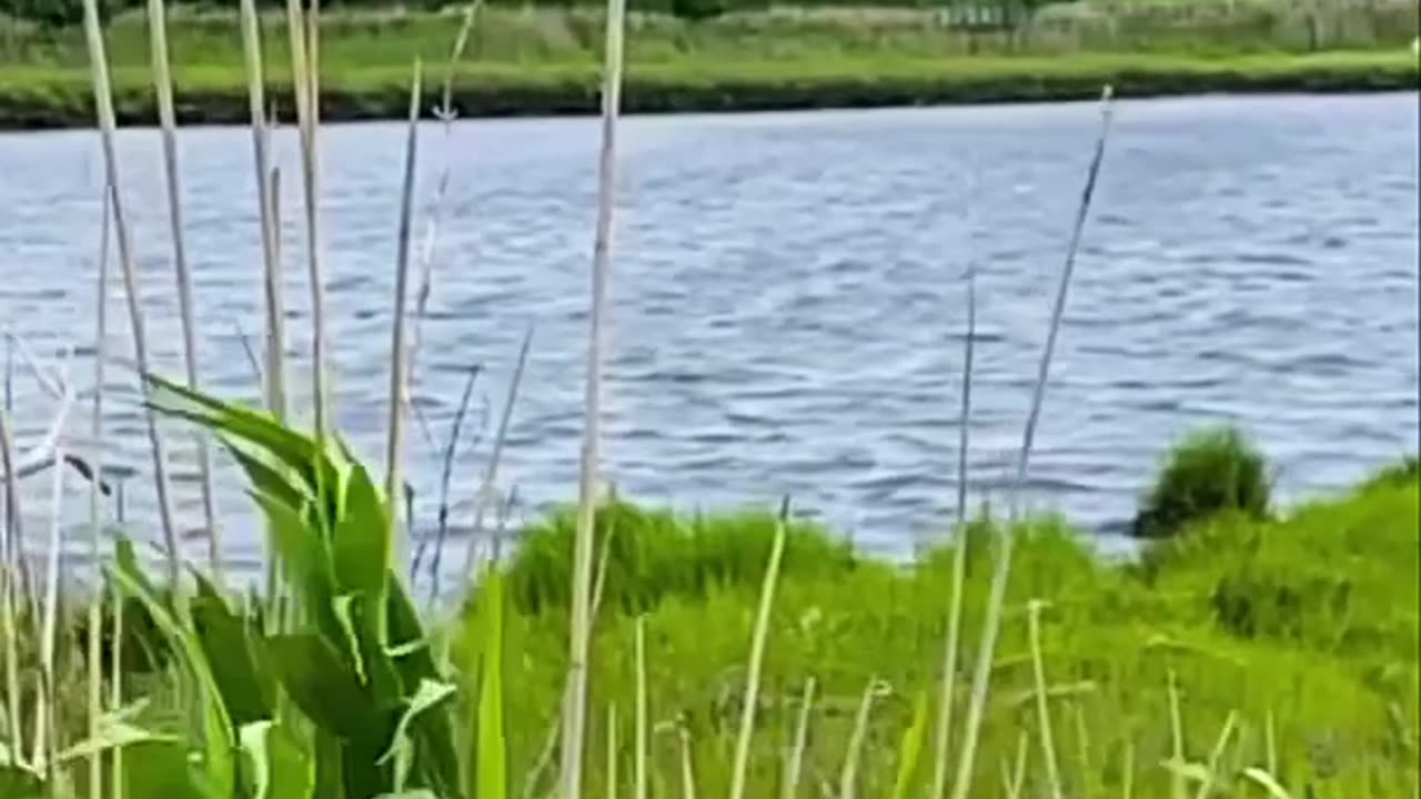 SLOW MOTION REEDS